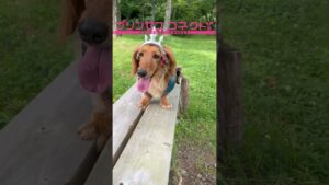 【プリンセスコネクト】ペコリーヌの衣装を作ってみた。＃Shorts、＃プリンセスコネクト、＃ペコリーヌ、＃プリコネ、＃アベルとティアラ